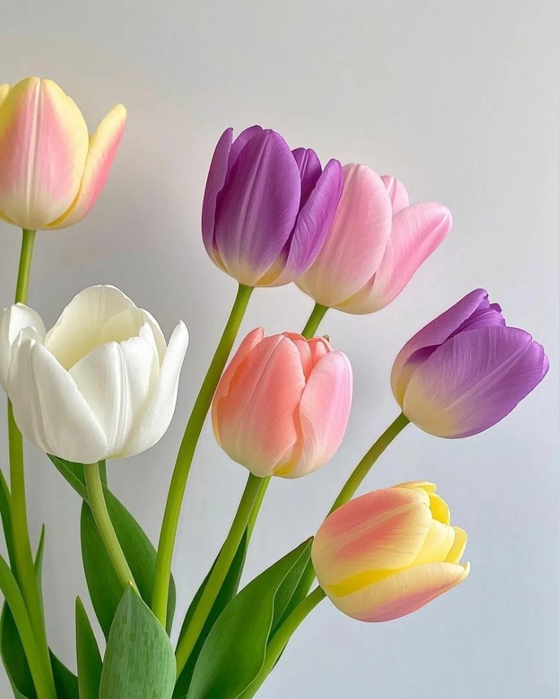 hình nền hoa tulip hồng 41