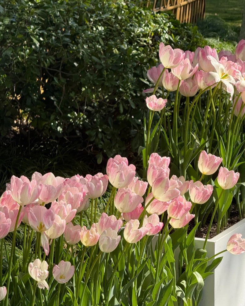 hình nền hoa tulip hồng 43