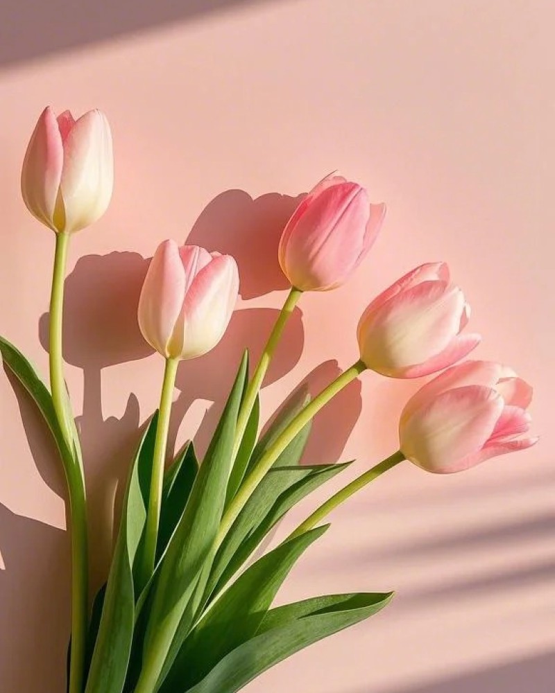 hình nền hoa tulip hồng 8