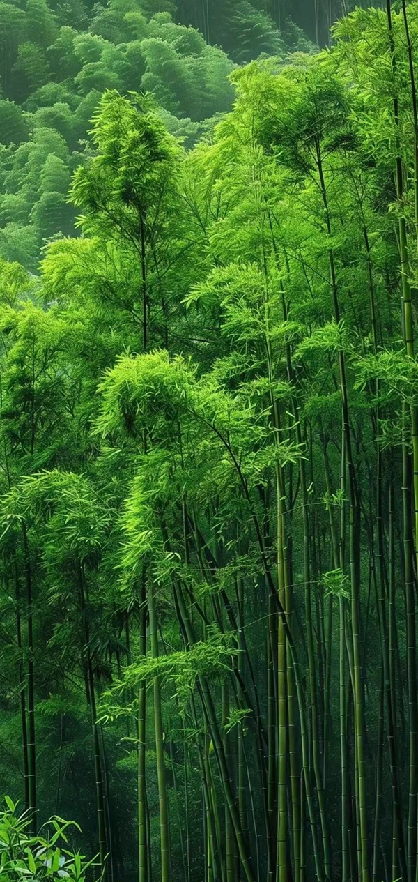 hình nền màu xanh lá 21