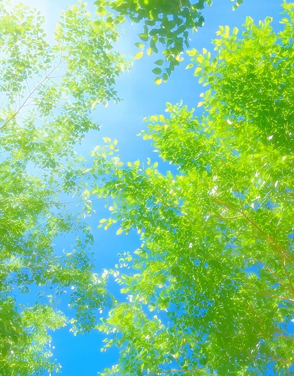 hình nền màu xanh lá 9