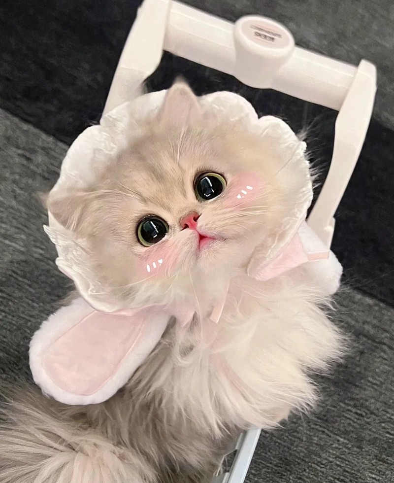 hình nền tik tok cute 16