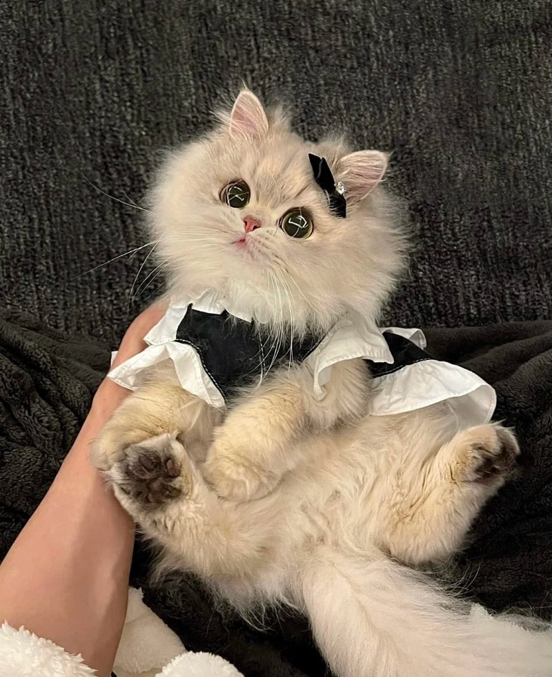 hình nền tik tok cute 17