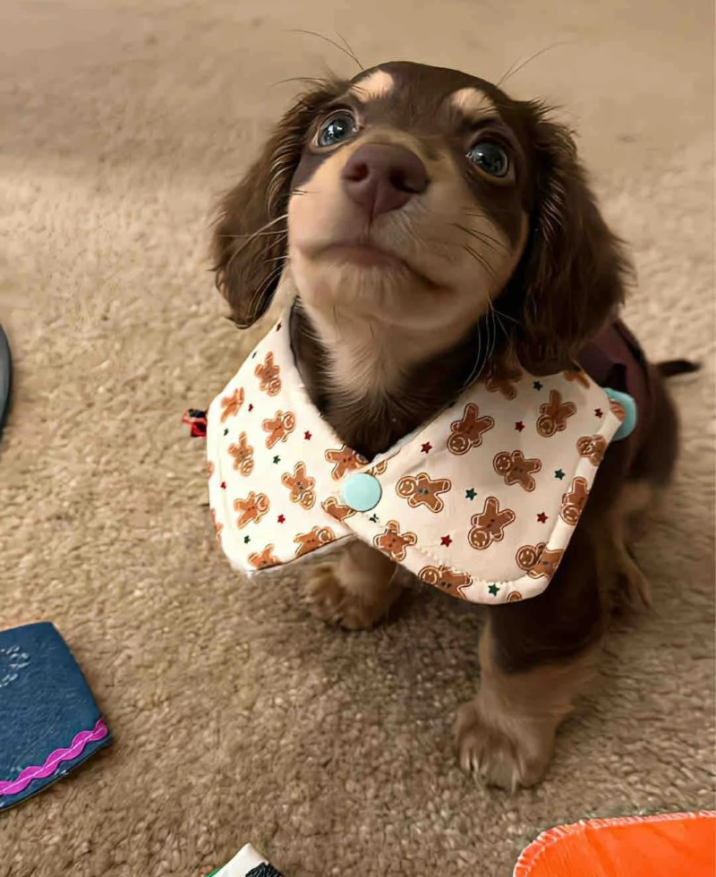 hình nền tik tok cute 24