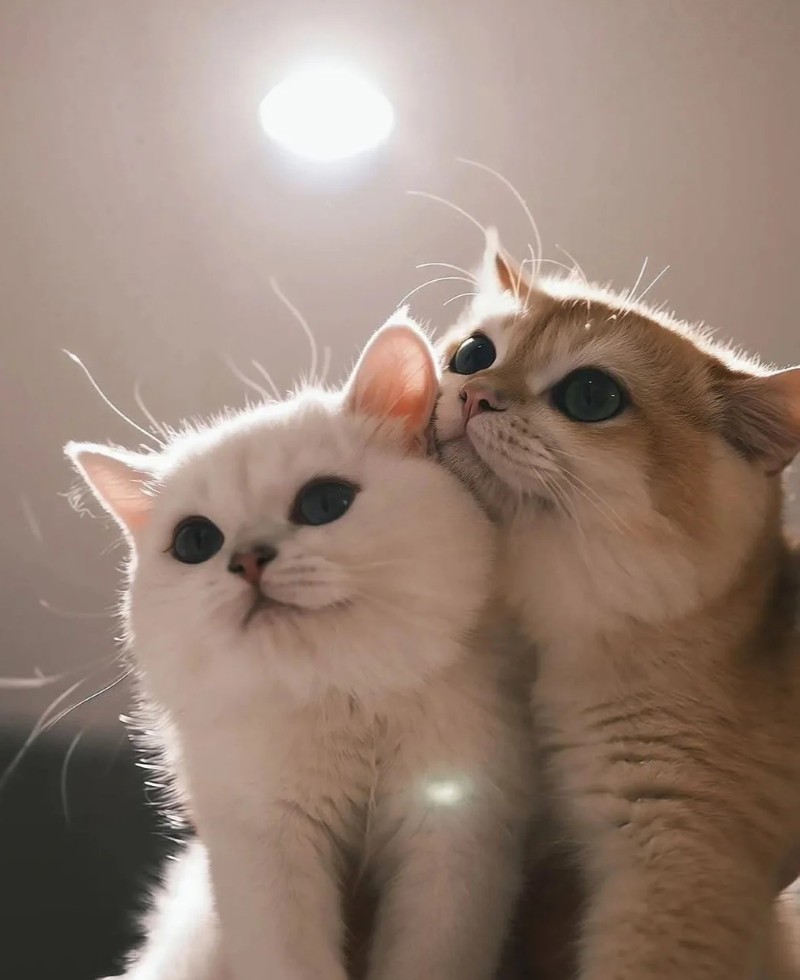 hình nền tình yêu cute 19