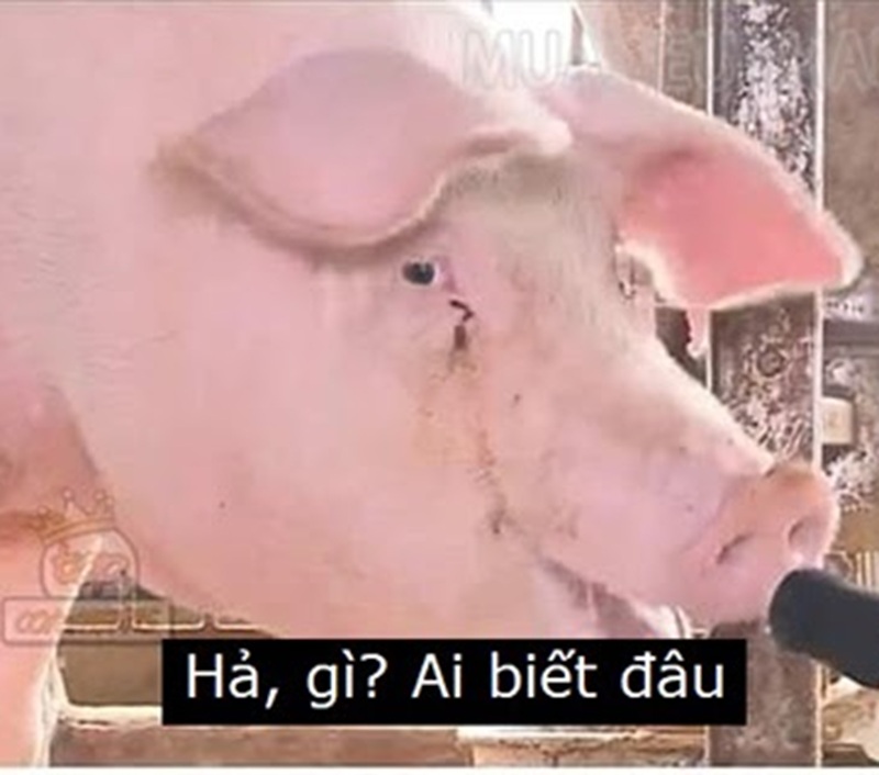 ai biết gì đâu meme 28