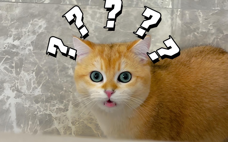 ai biết gì đâu meme 5