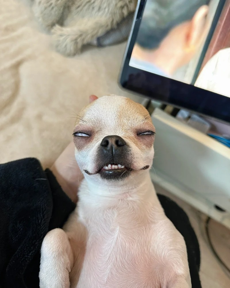 ảnh chó chihuahua meme