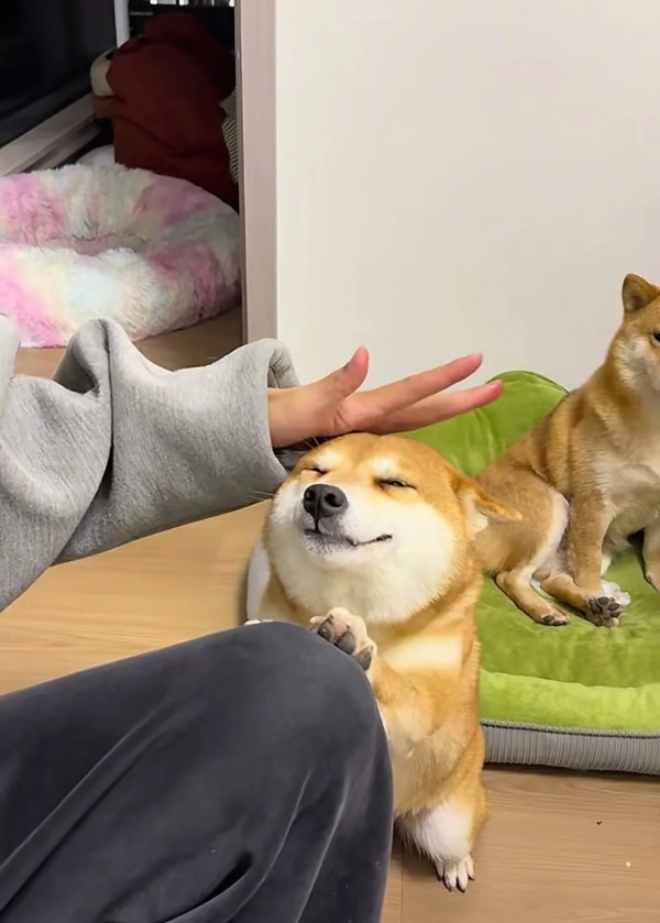 ảnh chó shiba meme