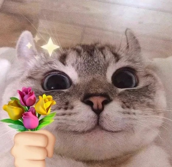 ảnh meme bất ngờ 13