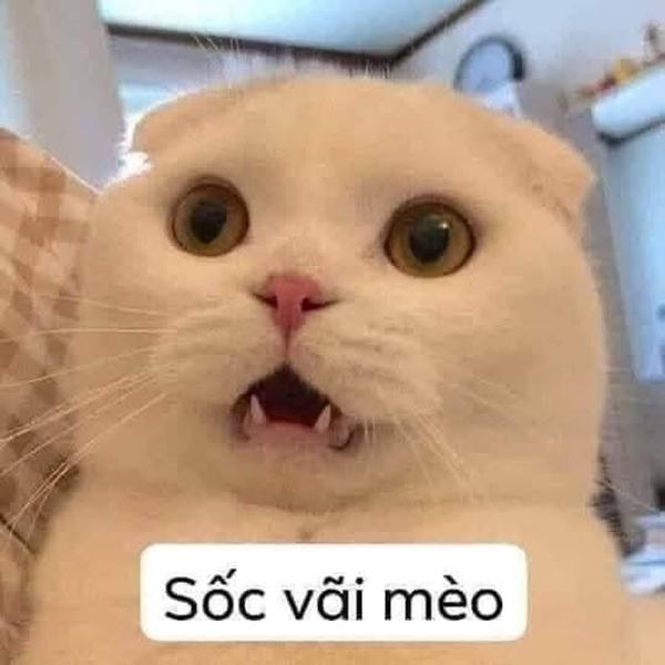 ảnh meme bất ngờ 18