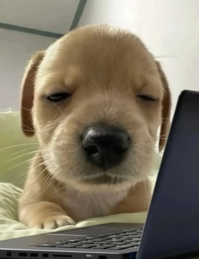 ảnh meme buồn ngủ