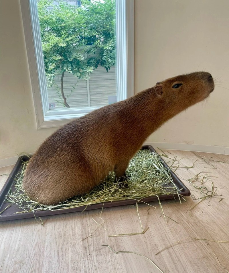 ảnh meme capybara