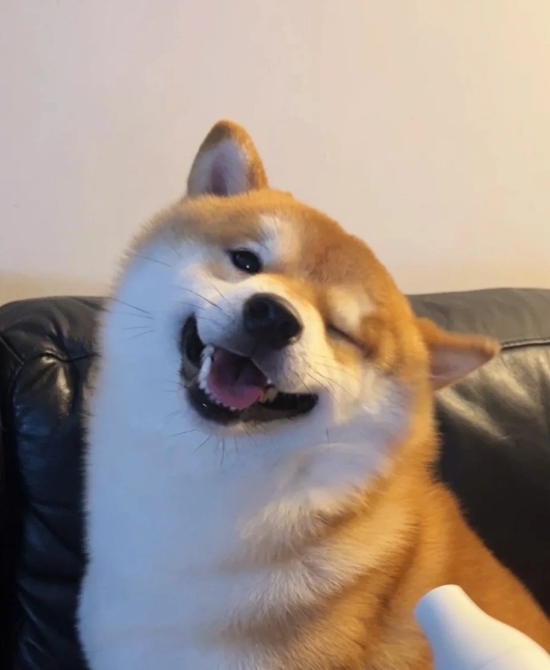 ảnh meme chó shiba