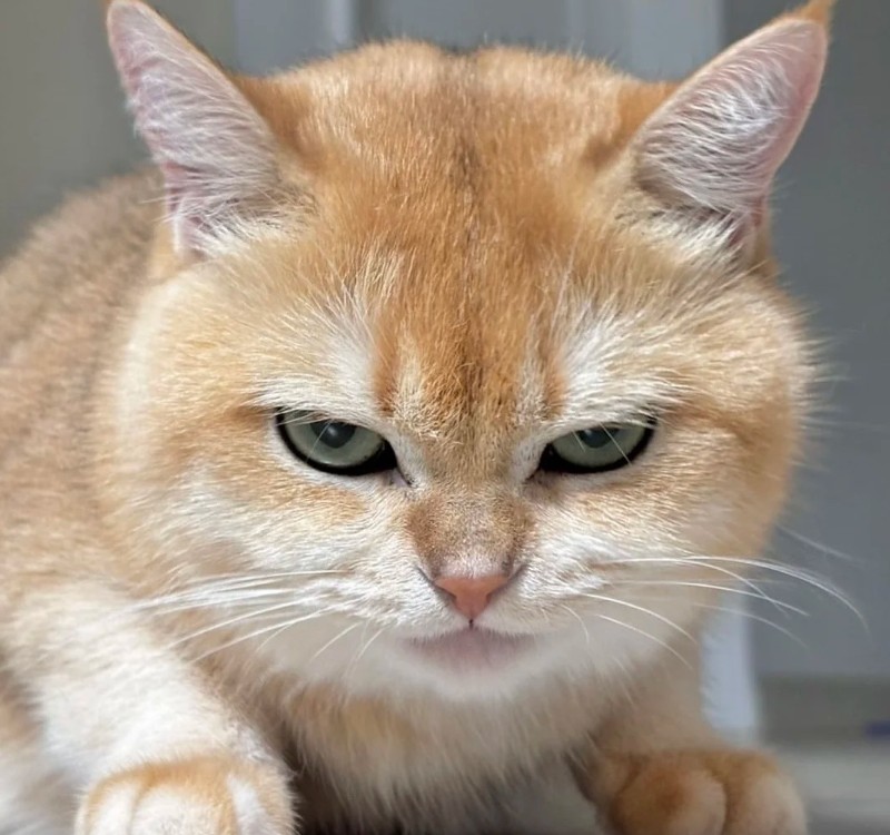 ảnh meme lườm ảnh meme lườm
