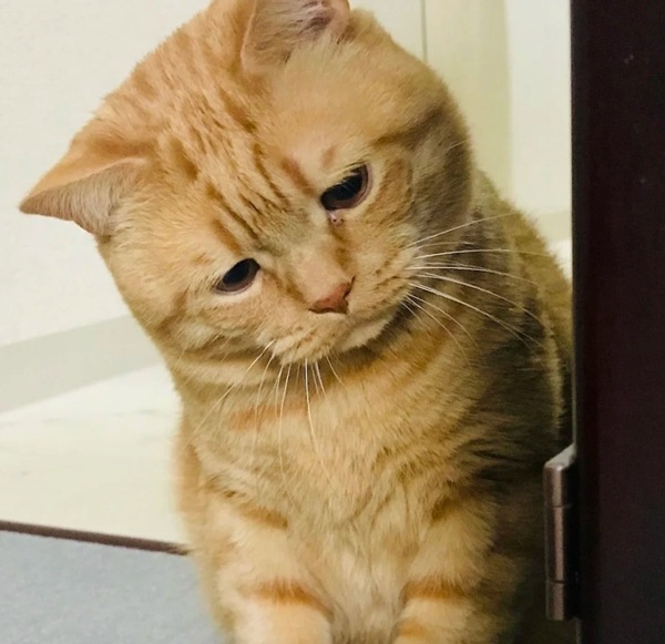 ảnh meme mèo buồn