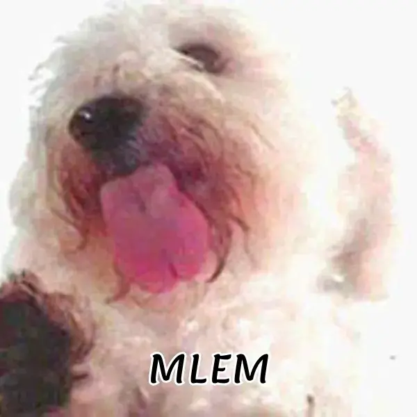 ảnh meme mlem