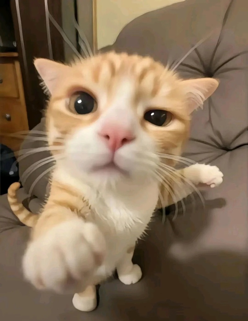 ảnh meme ngầu lòi