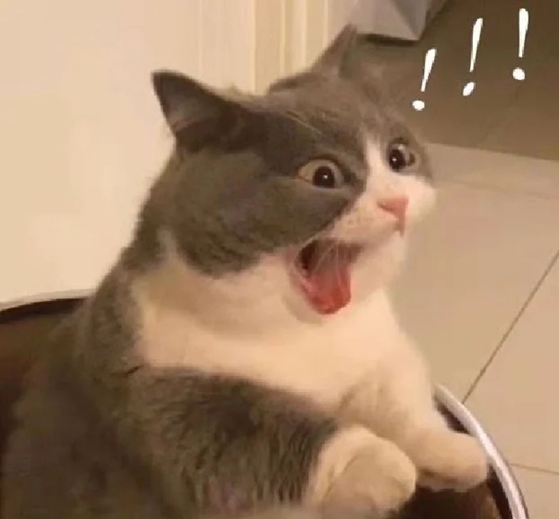 ảnh mèo meme há mồm