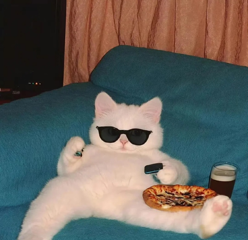 ảnh mèo meme ngầu