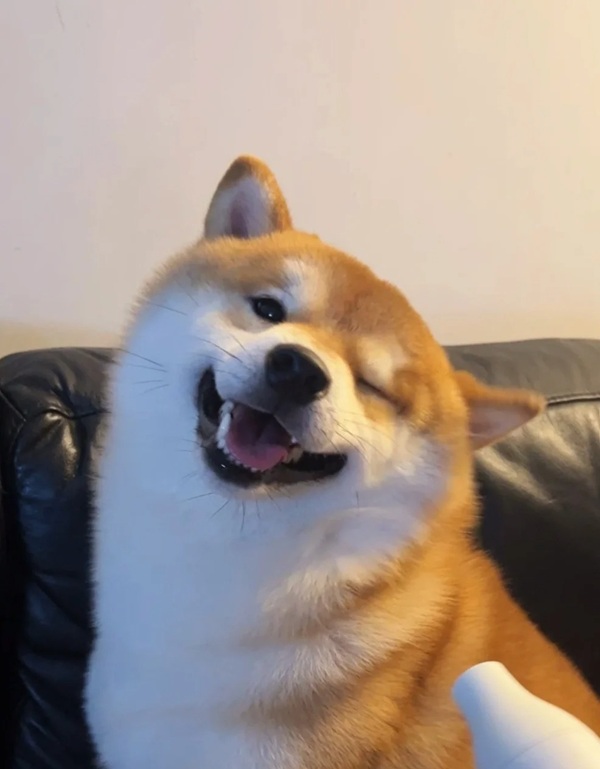 ảnh shiba meme