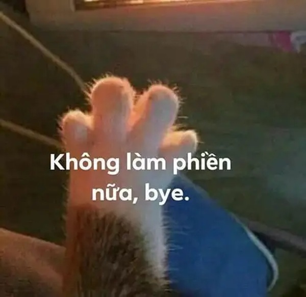 cáo từ meme 29