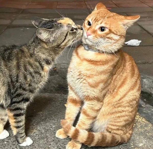 cat kiss meme