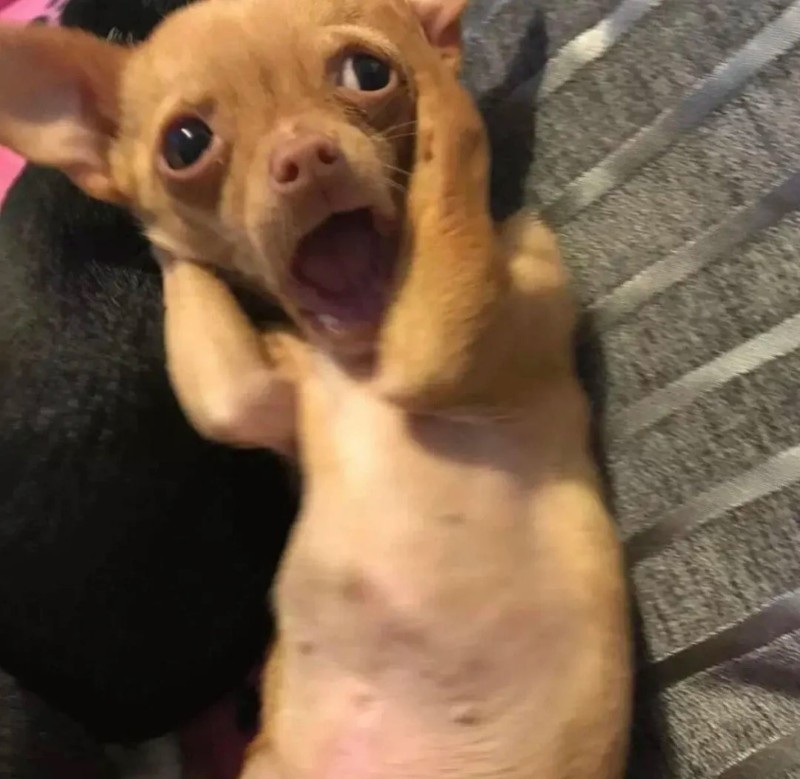 chihuahua meme 1