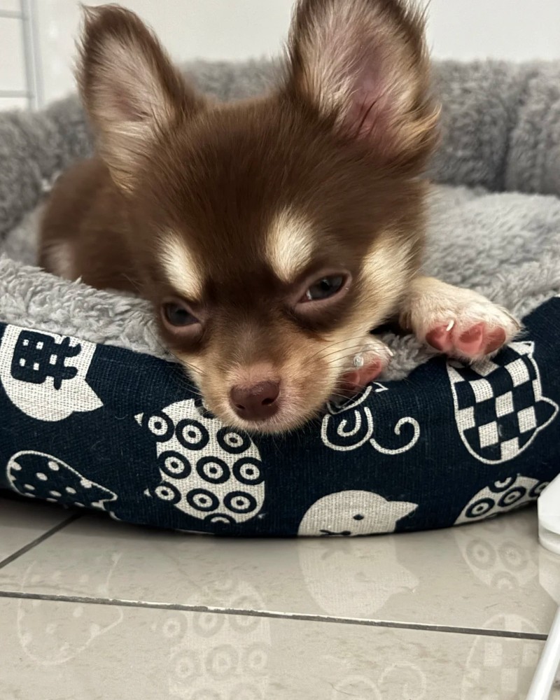 chihuahua meme 10