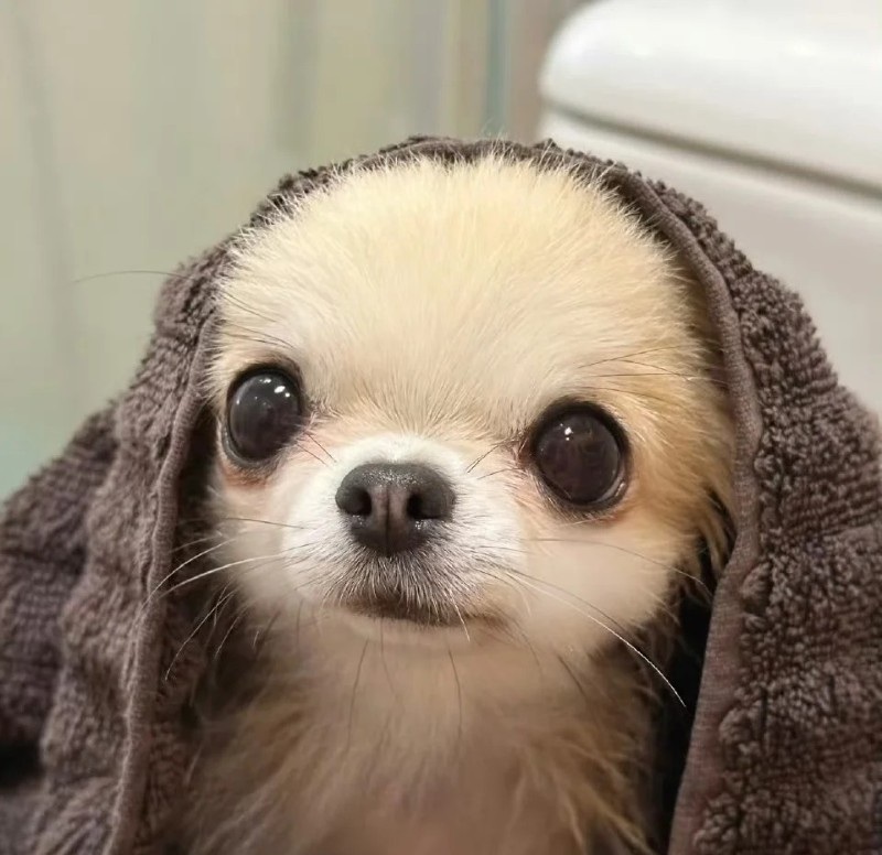 chihuahua meme 2
