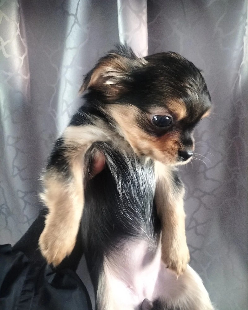 chihuahua meme 20
