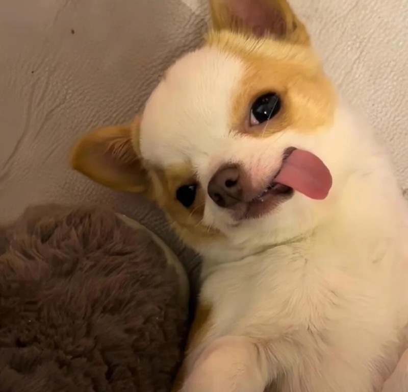 chihuahua meme 21