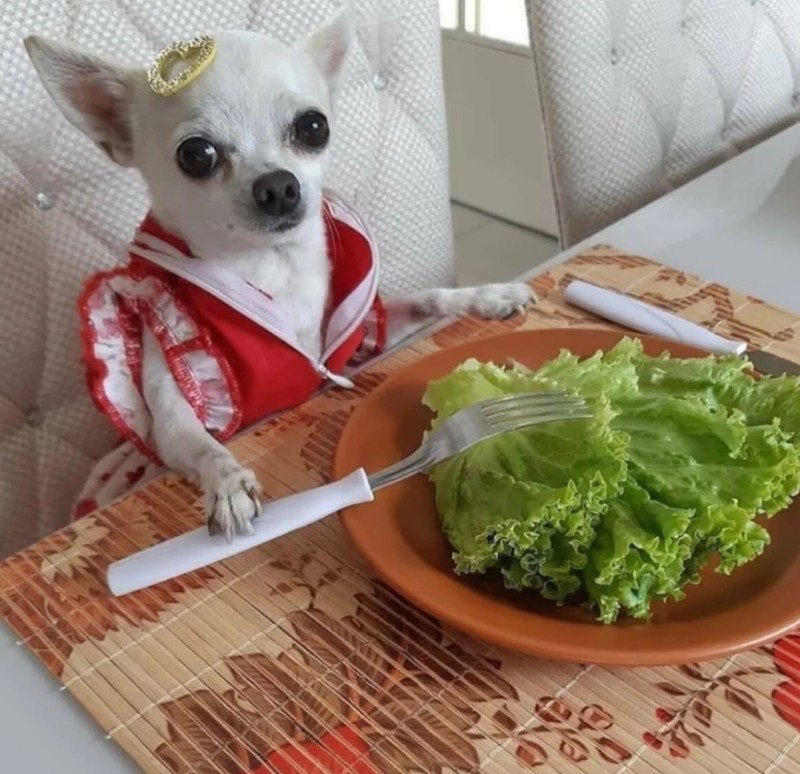 chihuahua meme 22