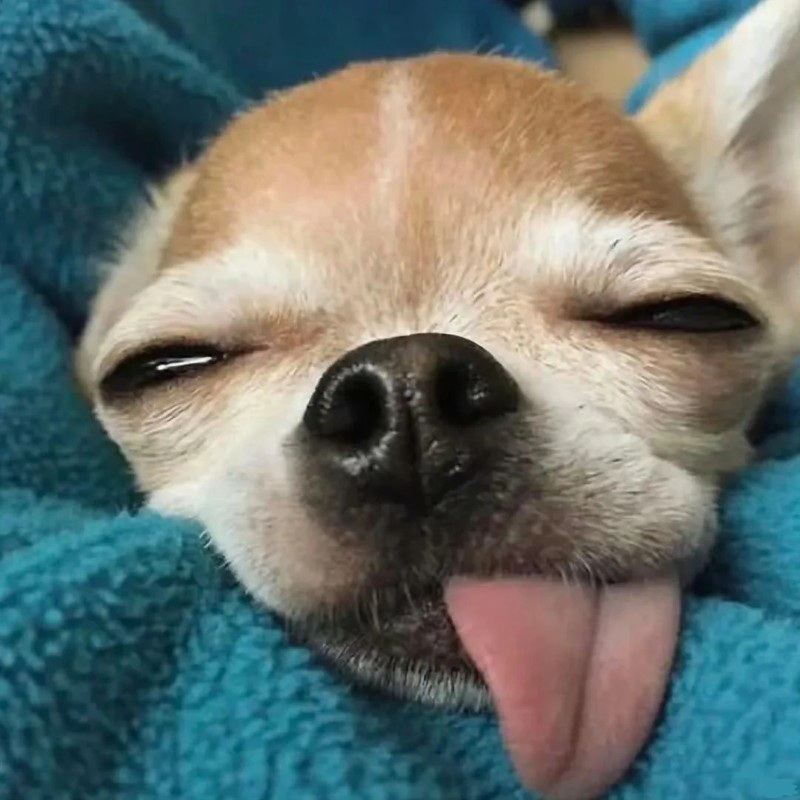 chihuahua meme 25