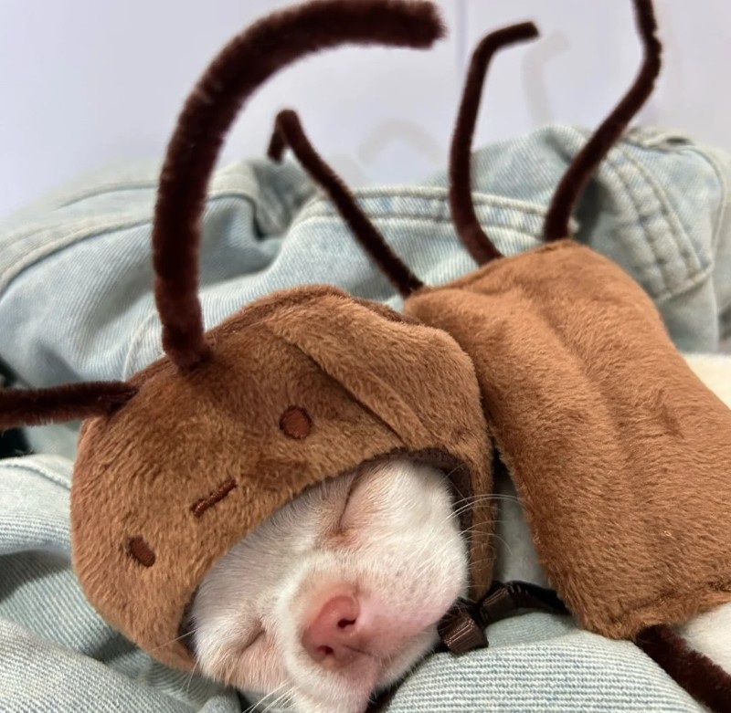 chihuahua meme 3