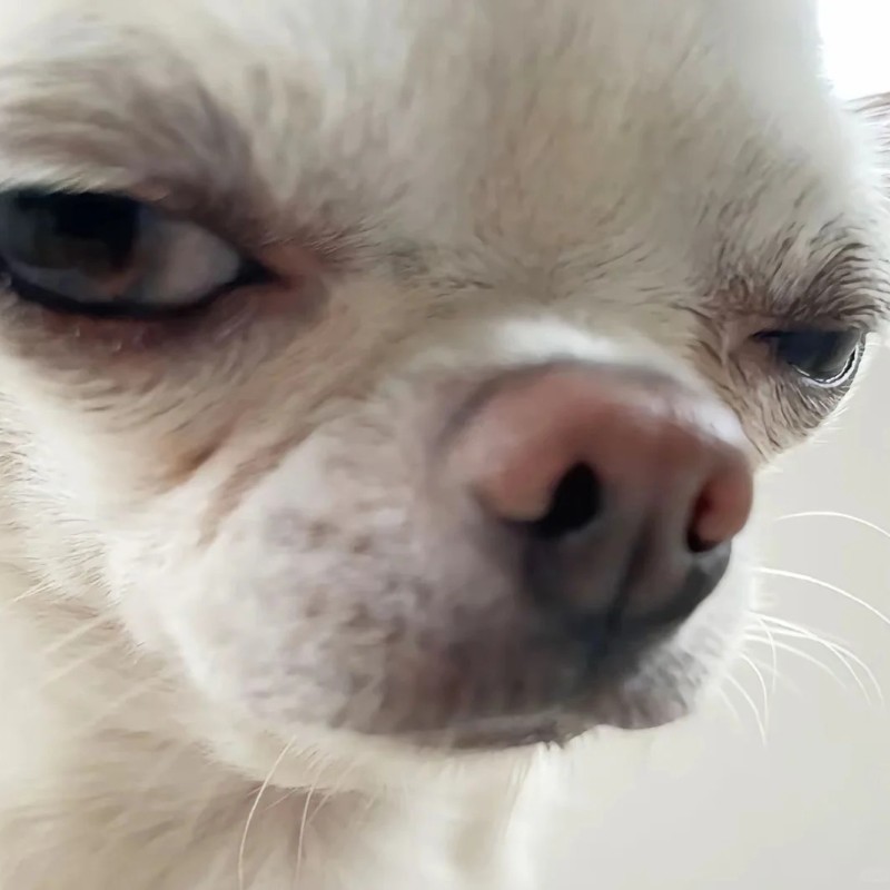 chihuahua meme 37