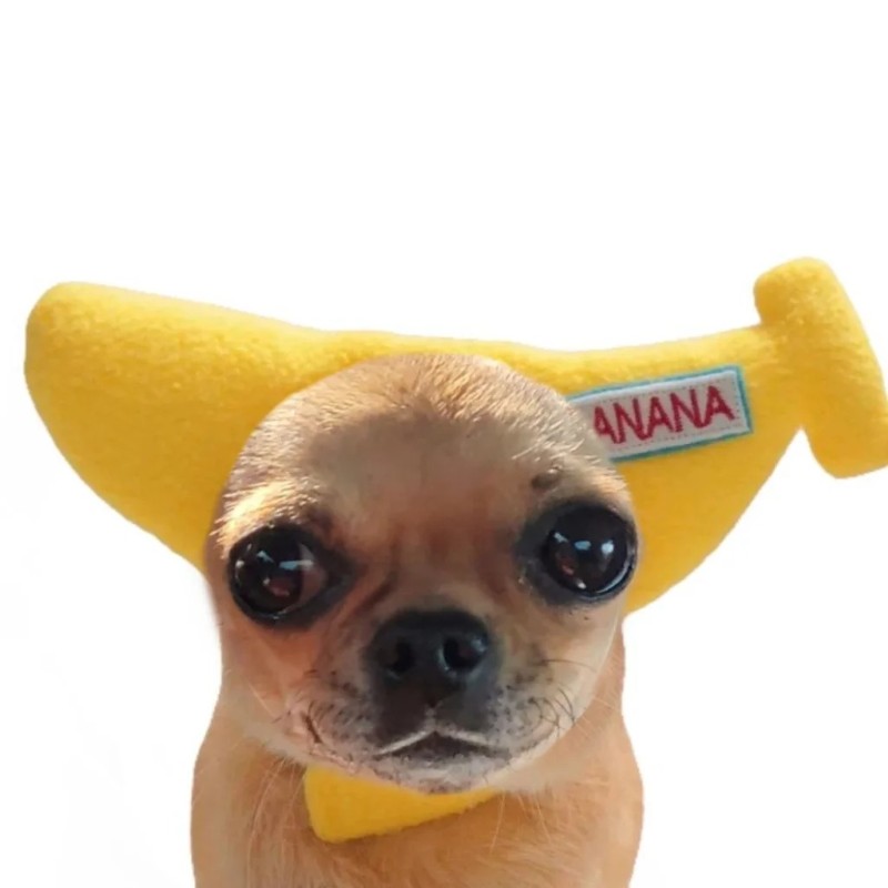 chihuahua meme 9
