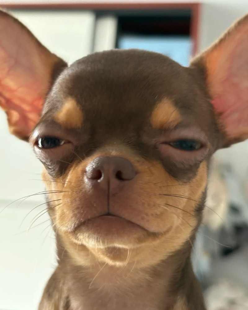 chihuahua meme face