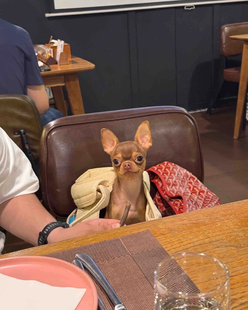 chó chihuahua meme