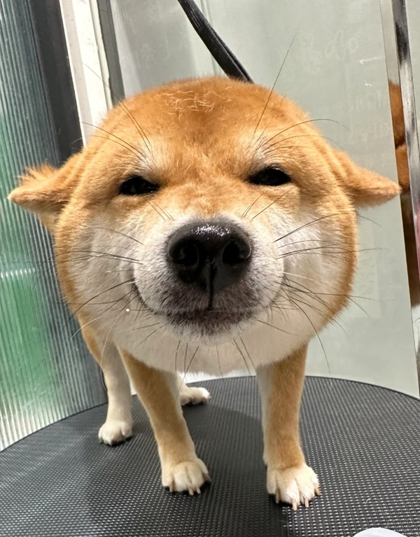 chó shiba meme 1