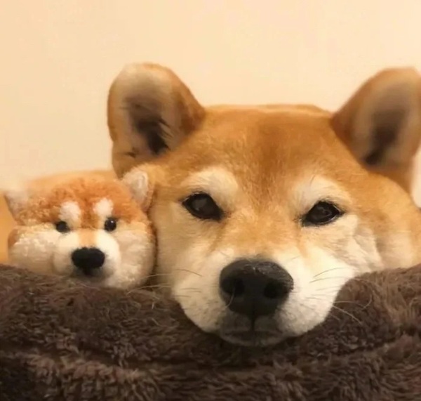 chó shiba meme 10