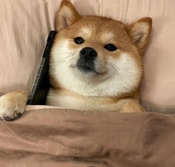 chó shiba meme 11