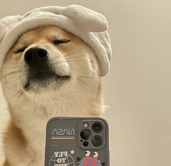 chó shiba meme 12