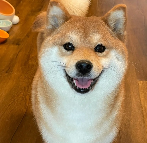 chó shiba meme 15