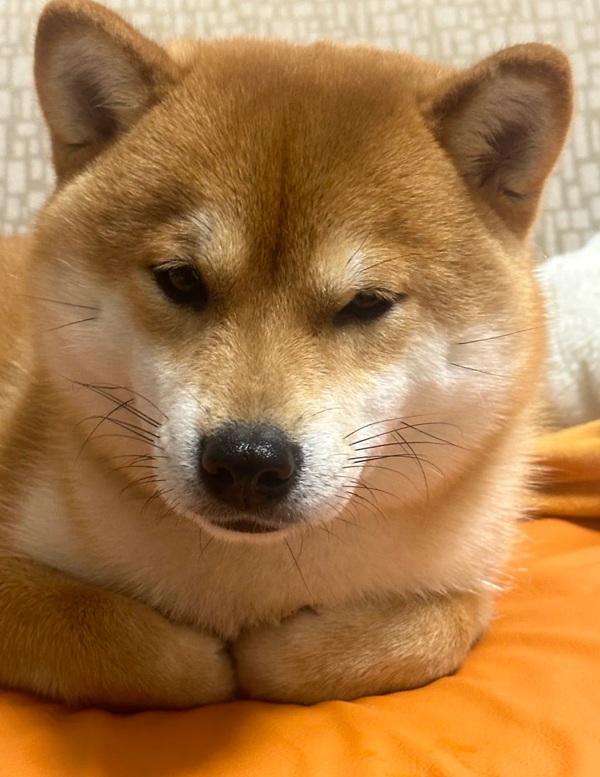 chó shiba meme 18