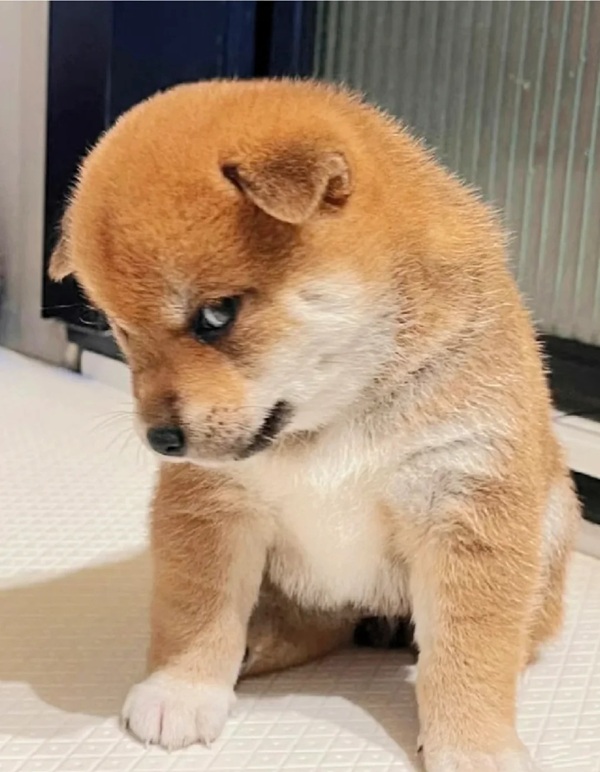 chó shiba meme 19
