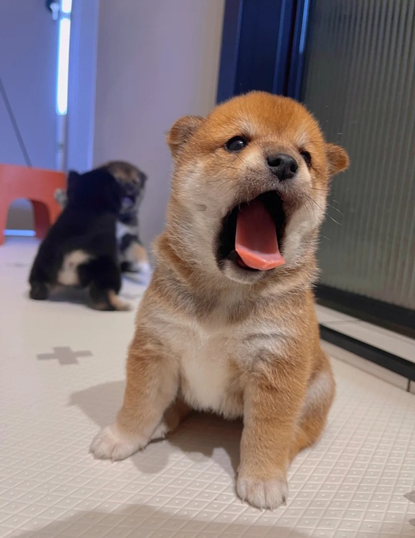 chó shiba meme 2