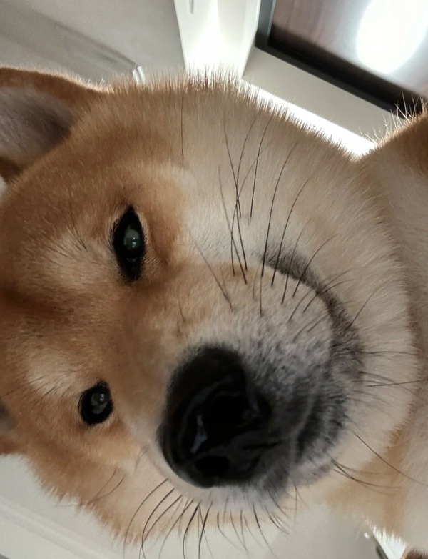 chó shiba meme 20