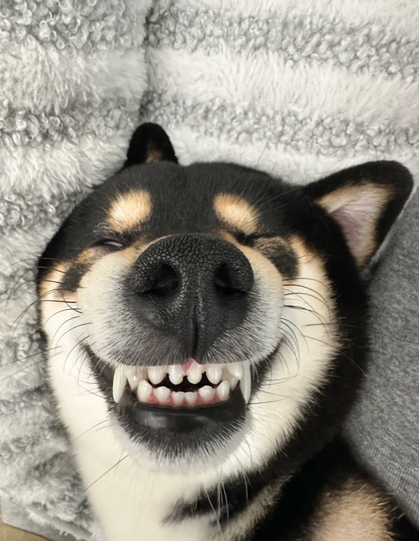 chó shiba meme 21