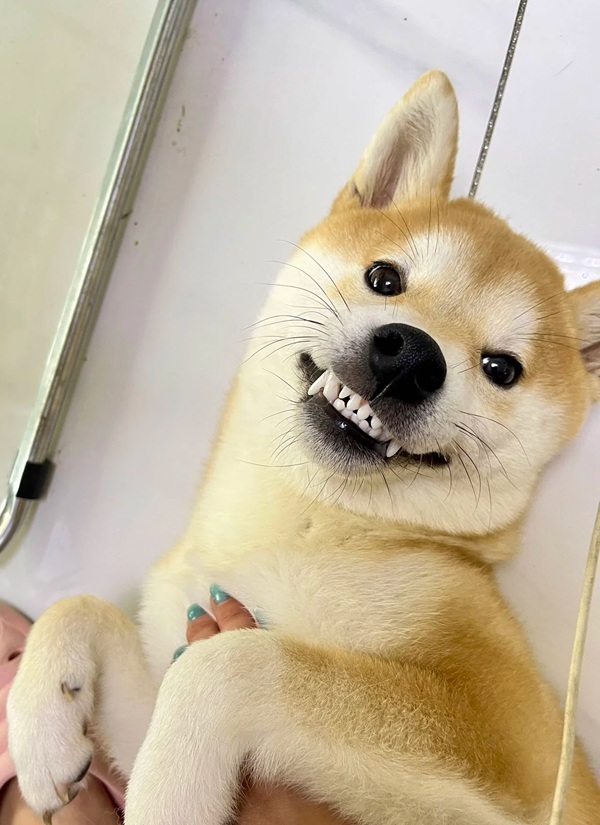 chó shiba meme 22